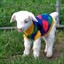 baby goat