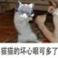 猫猫有什么坏心眼