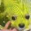 little green