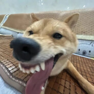 法师控制强冰霜秒全场