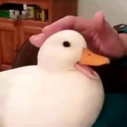 BONUS DUCKS