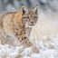 LyNX_019