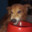 shiba