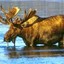 Elk