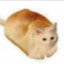 呈