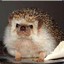 Angery Hedgehog