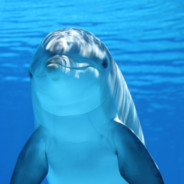 BlueDolphin