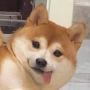 花好月圆西红柿