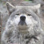 Avatar of Wolf2007