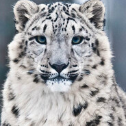 snow_leopard