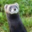 POLECAT