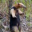 Tamandua