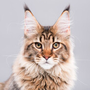 Cats & Kittens