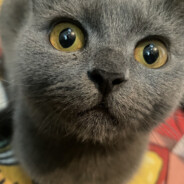 我是妹妹 别打我