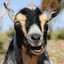 evil fucking goat