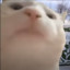 nisoloski
