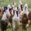 3rdDuckBrigade