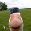 goose3663