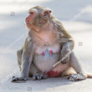 Pregnant_Monkey