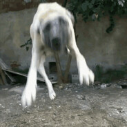 zıplayan kangal