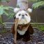 immortals _dog