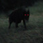 predator