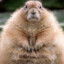 HarmlessMarmot