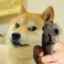 AttackShibe