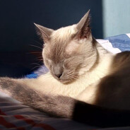 Guille