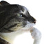 ROGERROGER
