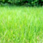 guywithgrasspfp