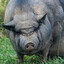 Feral Hog