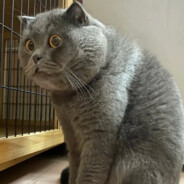 国际友人谢不由