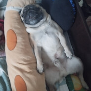 Мача на кокосовом