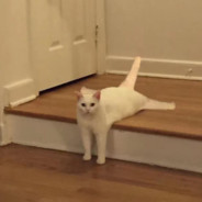 唐山泌尿科护士长