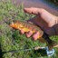 Golden Trout