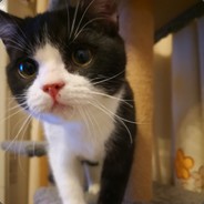 对王之王   对穿肠