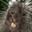 Iamporcupine