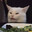Meowdy