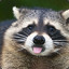 Racoon`s Genitals