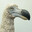 Dodo Bird