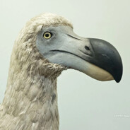 Dodo Bird