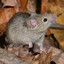 MOUSE 5