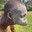 Darwin