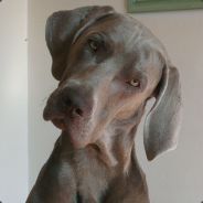 B2B - steam id 76561197961436572