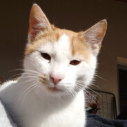 daniel.inplm | CSGOSKINS