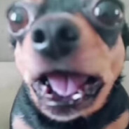 BIFÃO ACEBOLADO avatar