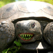 Flesh Eating Turtle