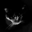 Avatar of Stray Cat