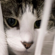 KOT_HA_LYNE❄️🌙🌟🐈